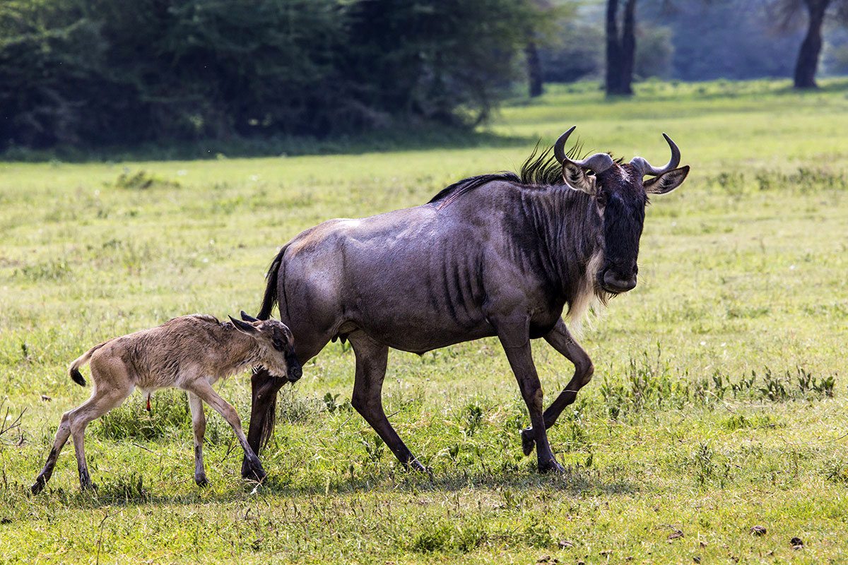 Calving Season