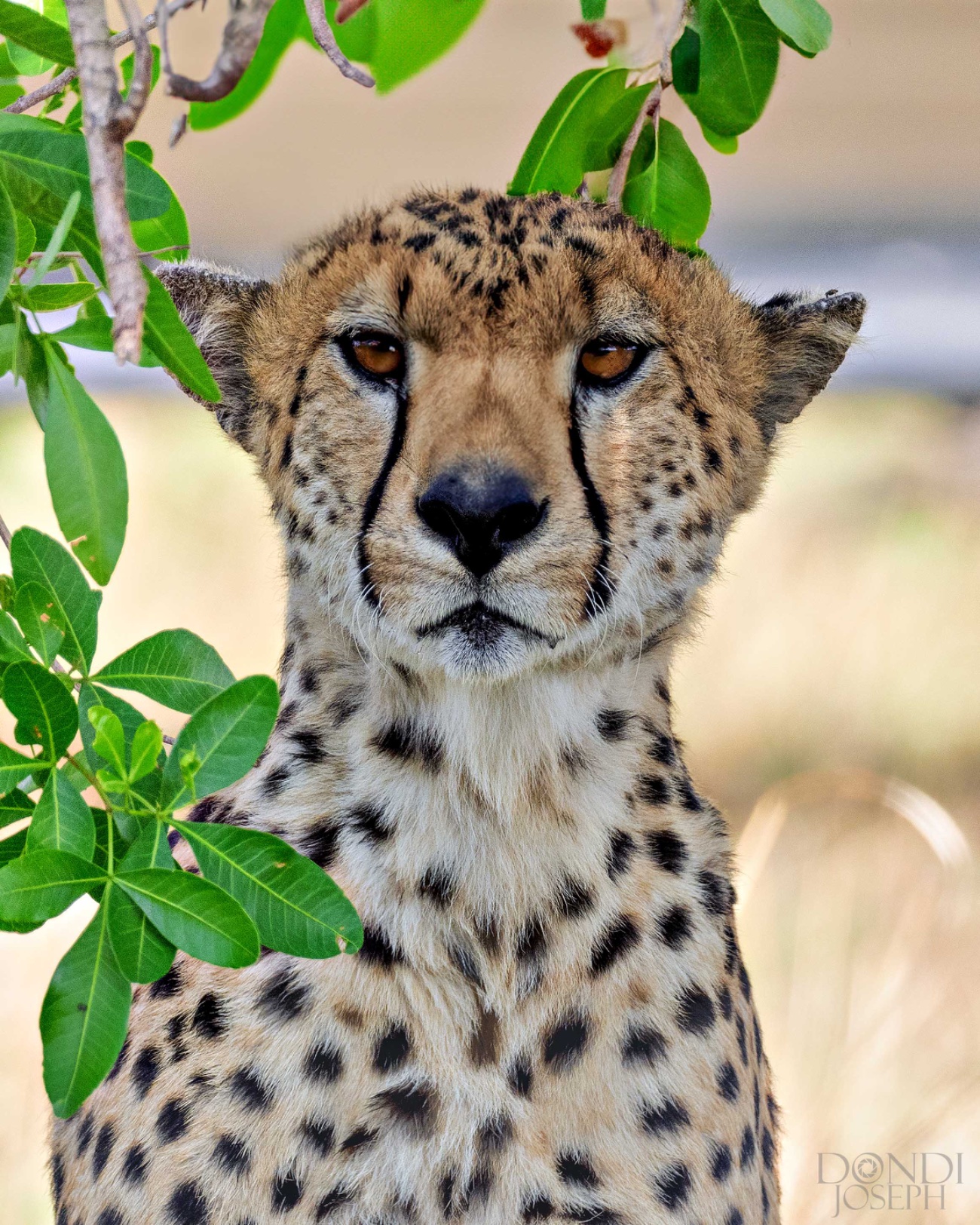 Cheetah