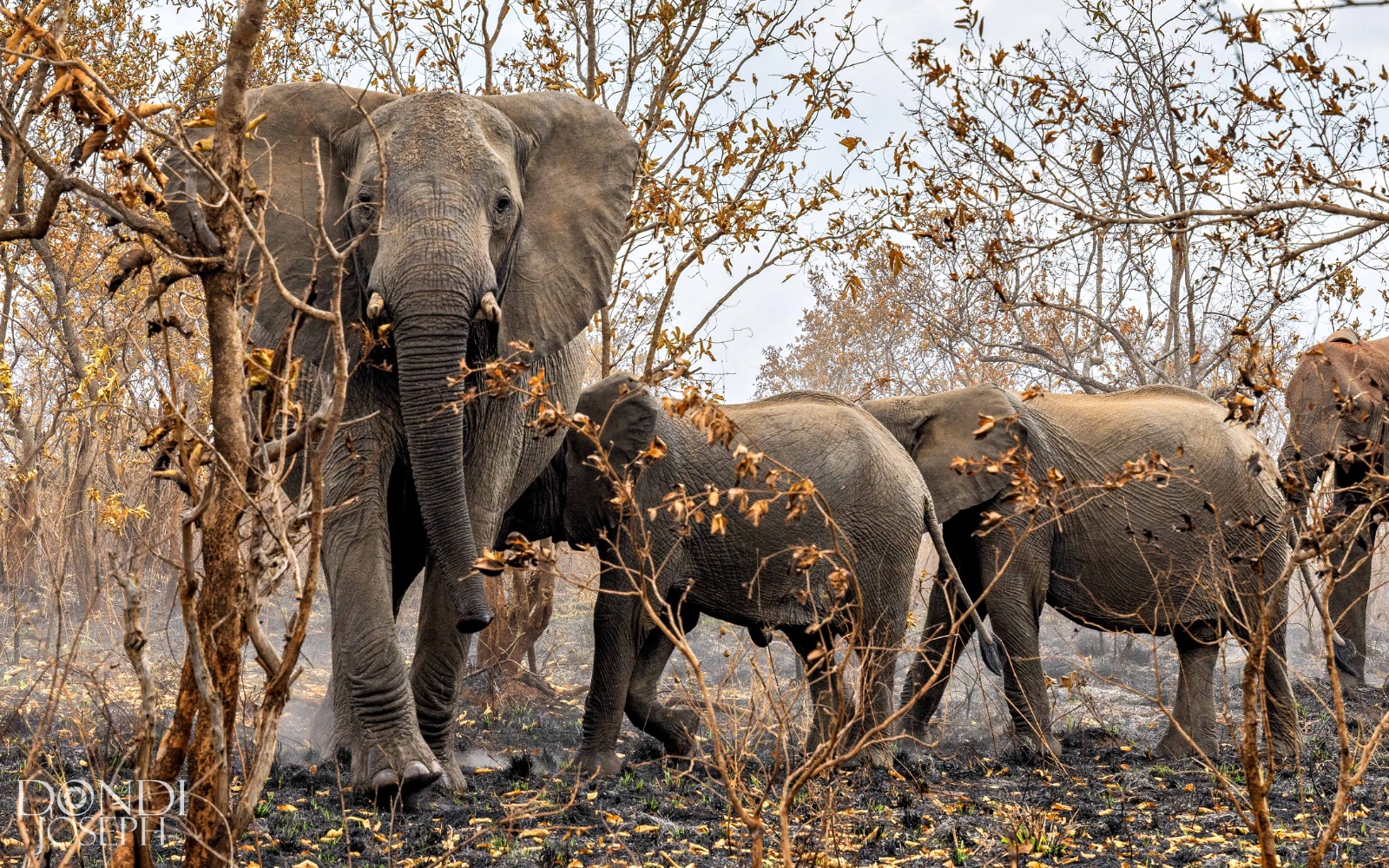 Elephant herd