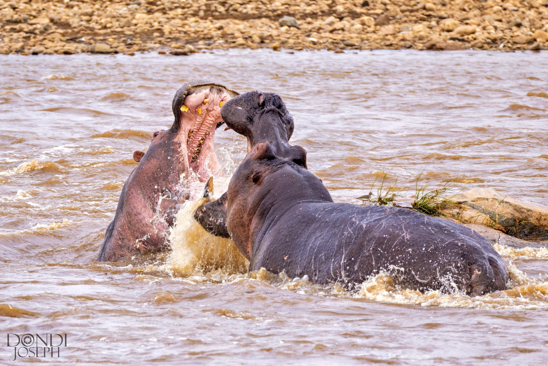 Hippos in the Mara River